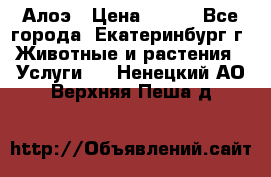 Алоэ › Цена ­ 150 - Все города, Екатеринбург г. Животные и растения » Услуги   . Ненецкий АО,Верхняя Пеша д.